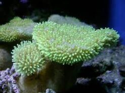Umbrella Leather Coral: White/Yellow - Auqacultured, Size 2.75 - 3.75 inches