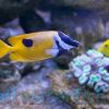 Foxface: One Spot, Size 3 - 4 inches