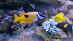 Foxface One Spot - 3 - 4" - Indo-Pacific