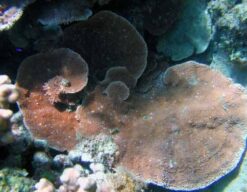 Montipora Coral: Green Plating - Aquacultured, Size 2.75 - 3.75 inches