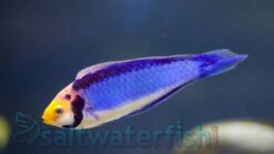 Solar Fairy Wrasse - 2 - 3" - Indo-Pacific