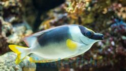 Magnificent Foxface - 4.5 - 5.5" - Indo-Pacific