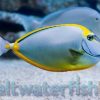 Blonde Naso Tang, Size 6 - 8 inches