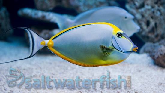 Blonde naso tang care deals