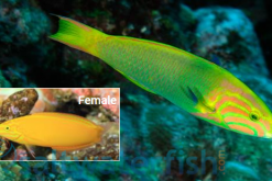 Sunset Wrasse - Central Pacific, Size 3.75 - 4.5 inches
