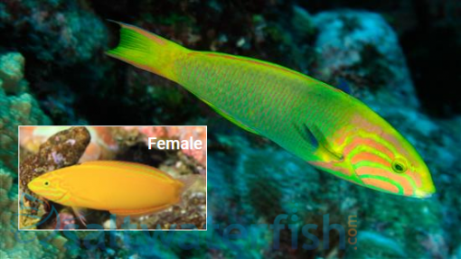 Sunset Wrasse - Central Pacific, Size 3.75 - 4.5 inches