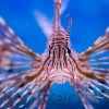 Volitan Lionfish - Africa, Size 4.25 - 6.25 inches