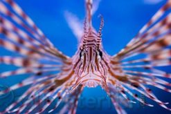 Volitan Lionfish - Africa, Size 4.25 - 6.25 inches