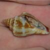 Fighting Conch, Size Small