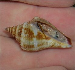 Fighting Conch, Size Small