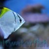 Mono Fish, Size 2 - 3 inches