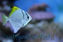 Mono Fish, Size 2 - 3 inches