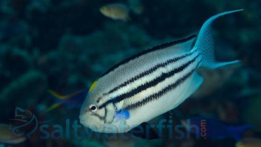 Lamarck Angelfish: Male, Size 3.5 - 4.75 inches