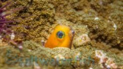 Midas Blenny - 2.25" or smaller - Indian Ocean