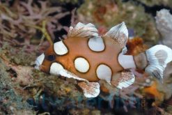Spotted Sweetlips, Size 2.25 - 4.25 inches