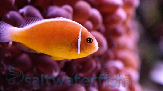Pink Skunk Clownfish, Size 1 - 2 inches For Sale (Amphiprion