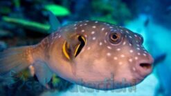Stars and Stripes Puffer - 1.75 - 2.75" - Indo-Pacific