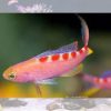Flavoguttatus Anthias, Size 2 - 3 inches