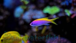 Evansi Anthias - 2" or smaller - Indian Ocean