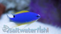 Fiji Devil Damsel - 1 - 2" - SSC Certified - Central Pacific