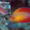 Eight Line Flasher Wrasse - Red Sea, Size < 2.25 inches