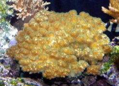 Pocillopora Coral: Colored - Aquacultured, Size 2.25 - 4.25 inches