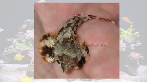 Scooter Blenny - Fiji, Size < 2 inches