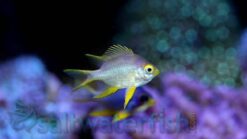 Staghorn Damsel: Yellow - 1 - 2" - Indo-Pacific