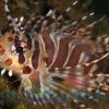 Dwarf Zebra Lionfish - Venomous, Size < 2 inches