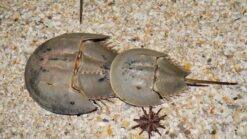 Horseshoe Crab, Size < 2 inches