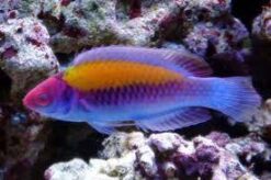 Orange Back Fairy Wrasse - 2 - 3" - Indo-Pacific