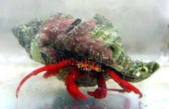 Scarlet Hermit Crab, Size Small