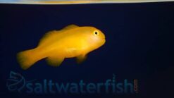 Yellow Clown Goby - 1 - 2" - Indo-Pacific