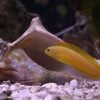 Canary Blenny: Yellow - Fiji, Size 2 - 3 inches