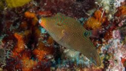 Blue Spot Puffer - 3 - 4" - Central Pacific