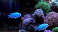 Blue Green Chromis - 1.25" or smaller - Central Pacific