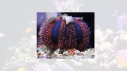 Blue Tuxedo Sea Urchin, Size < 2 inches
