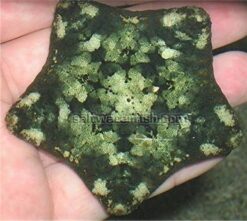 Pillow Cushion Starfish, Size < 2.25 inches