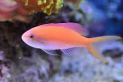Carberry Anthias - 2" or smaller - Indian Ocean