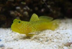 Yellow Watchman Shrimpgoby - 2 - 3" - Indo-Pacific