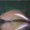 Arc Eye Hawkfish
