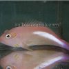 Arc Eye Hawkfish, Size 3 - 4 inches