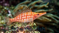 Longnose Hawkfish - 3 - 4" - Indo-Pacific