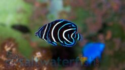Koran Angelfish - 1.25 - 2" - Juvenile - Indian Ocean