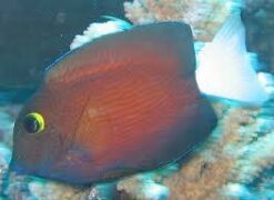 White Tail Yellow Eye Tang - 3.75 - 4.5" - Central Pacific
