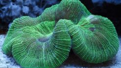 Brain Coral: Green - Australia, Size < 2.25 inches