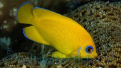 Lemonpeel Angelfish - 2" or smaller - SSC Certified - Central Pacific