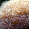 Hammer Coral Wall: Gold, Size 1.25 - 1.75 inch