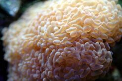 Hammer Coral Wall: Gold, Size 2.75 - 3.75 inches