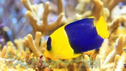 Bicolor Angelfish - 3 - 4" - SSC Certified - Central Pacific